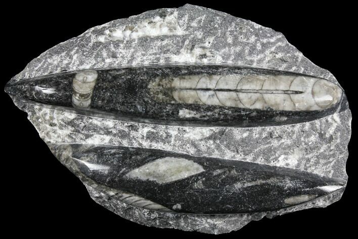 Polished Orthoceras (Cephalopod) Fossils - Morocco #96606